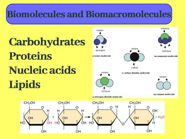 biomolecules