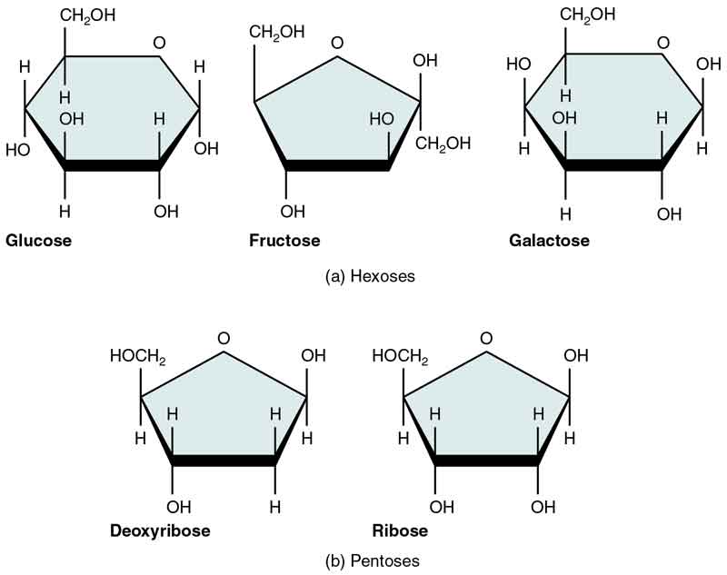 biomolecules